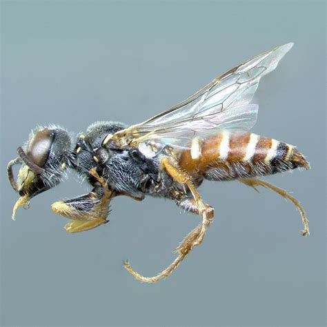 Catalog of Sphecidae - California Academy of Sciences