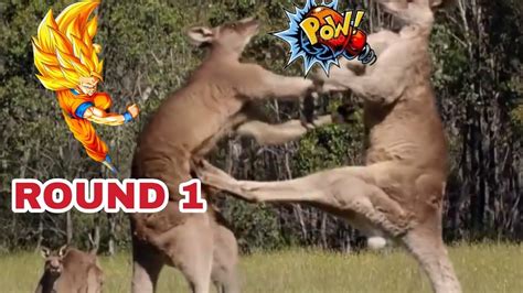 ANIMAL FIGHTING | WILD ANIMALS | #funny #scary #fighting - YouTube