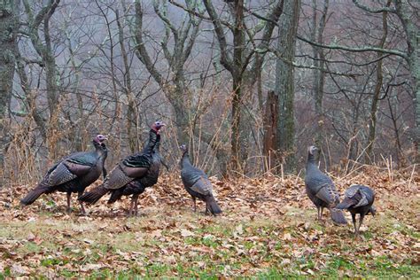 Wild Turkeys, Blue Ridge Parkway, North Carolina | Flickr - Photo Sharing!