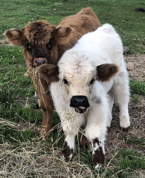 white and brown cows | Pet cows, Cute baby cow, Funny animals