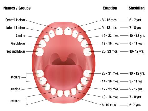 Teeth eruption chart for deciduous and permanent teeth | News | Dentagama