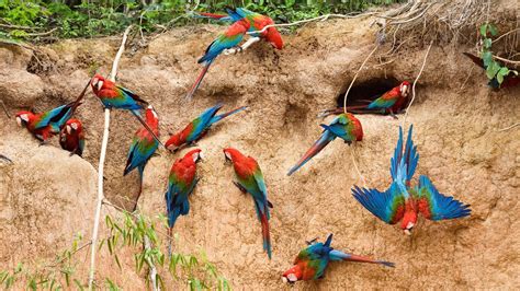 Macaw Parrots - Desktop Wallpaper