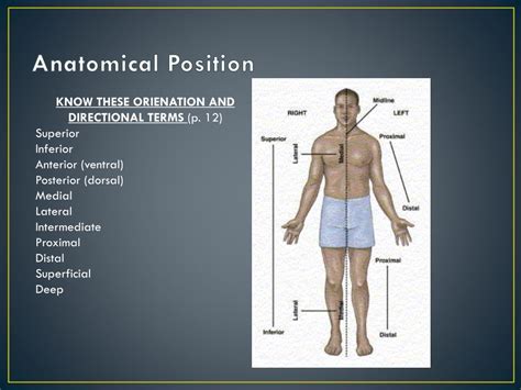 PPT - Introduction to Anatomy and Physiology PowerPoint Presentation, free download - ID:1886950