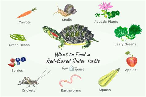 What Food Can Red-eared Slider Turtles Eat?