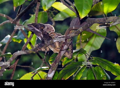 Common basilisk (Basiliscus basiliscus) in its natural habitat Stock ...