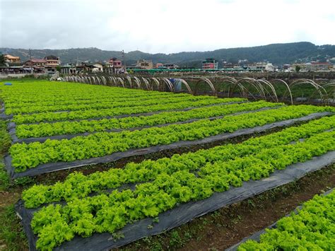 Life is Kulayful ... : Strawberry Farm in Baguio