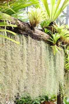 77 TILLANDSIA USNEOIDES / SPANISH MOSS ideas | tillandsia, spanish moss, air plants