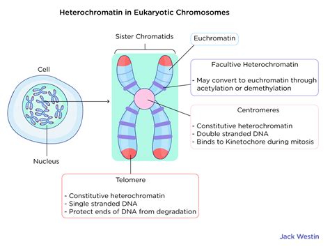 Heterochromatin Vs Euchromatin - Eukaryotic Chromosome Organization - MCAT Content