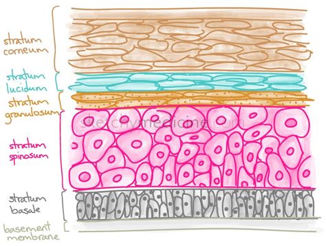 Layers of the Epidermis | Sketchy Medicine