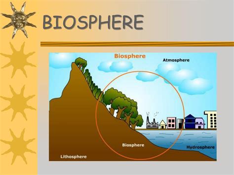 PPT - Reference Modern Biology Chapter 19 - 23 PowerPoint Presentation ...