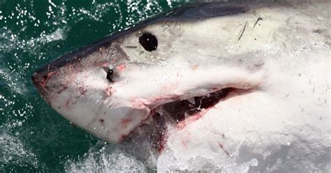 SHARK WEEK! Beaches put on alert after large Great White shark ...