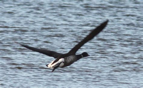 Kerry Birding: Black Brant, Snow Goose and Buzzard