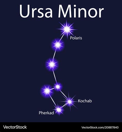 Constellation ursa minor with stars pherkad Vector Image