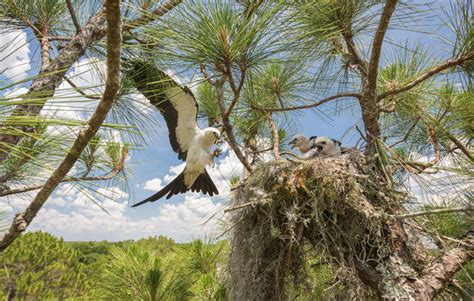 Harper the Great Blue Heron Just Crushed Her Fall Migration | Audubon