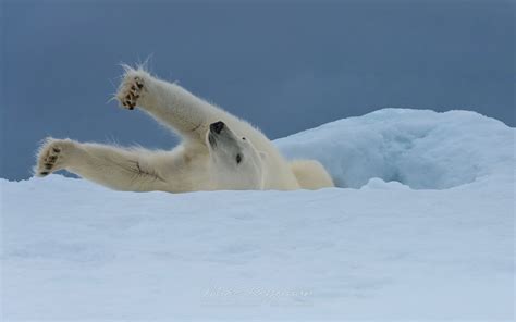 Polar bear resting on an ice floe in Svalbard, Norway. 81st parallel ...