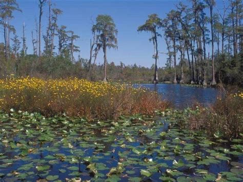 Okefenokee National Wildlife Refuge | Official Georgia Tourism & Travel Website | Explore ...