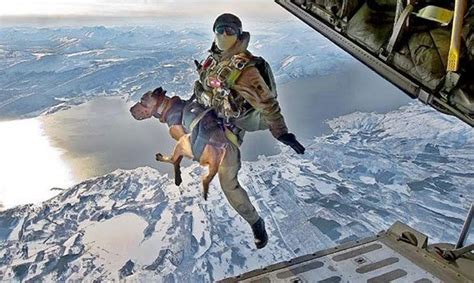 Military German Shepherd Jumping Out Of Plane