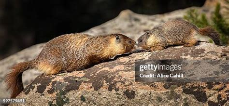 38 Baby Marmot Stock Photos, High-Res Pictures, and Images - Getty Images