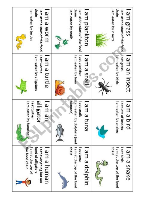 Food Web Cards Printable