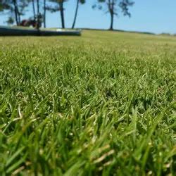 3 Best Weed Killers for Zoysia Grass - Lawn and Petal