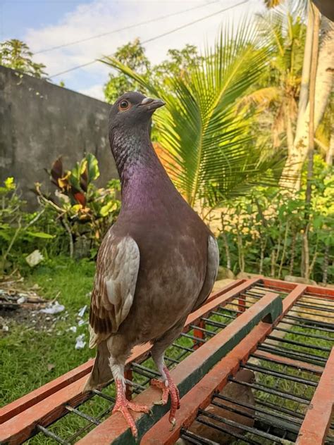 11 Mitos Masih Dipercaya dan Berkembang Bagi Pencinta Burung Merpati, Yuk Simak!