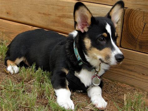 Chihuahua Corgi Mix Black And White - Pets Lovers