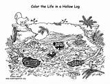 Animals Living In A Hollow Log – Coloring Nature sketch template