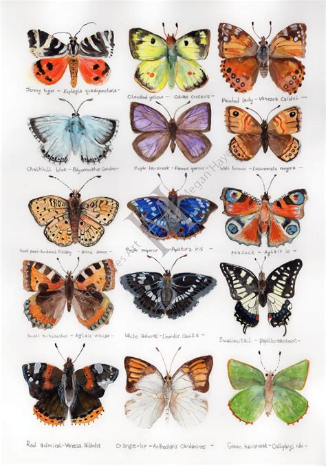 A3 Butterfly Identification Guide Limited Edition Print - Etsy