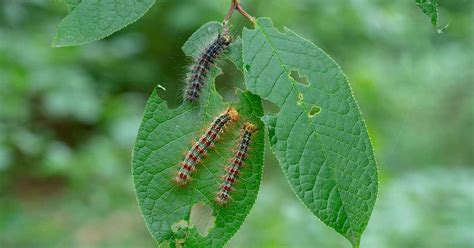 How to Identify and Control Gypsy Moths | Gardener’s Path