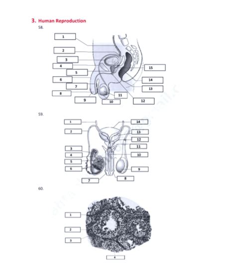 NCERT Biology Diagrams Pdf Biology Class 11, Biology Diagrams ...