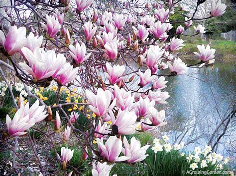 Our Japanese Magnolia Tree in Bloom