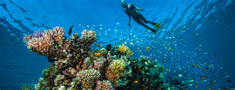 Where to find the most beautiful coral reefs in the world - Exoticca Blog