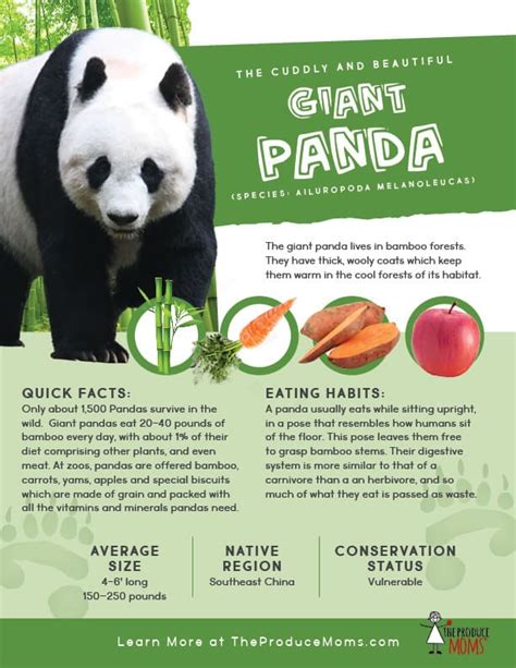 Food Pandas Eat - img-omnom