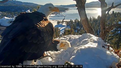 Thousands watch, wait for Big Bear bald eagle eggs to hatch