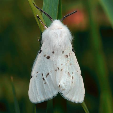 White Ermine Moth– Identification, Life Cycle, Facts & Pictures