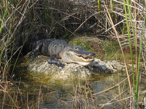 Lake Okeechobee Wildlife Pictures & Sightseeing