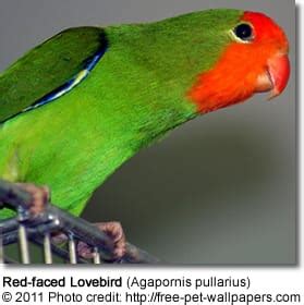 Red-faced - Red-headed Lovebirds