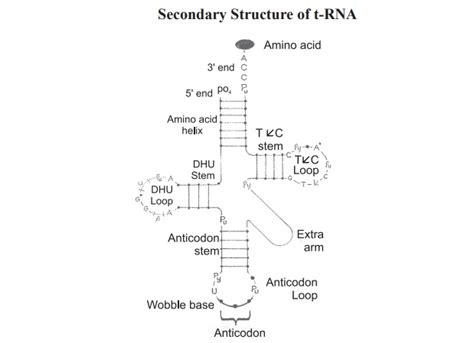 Structure and types of RNA