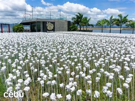 The 10000 Roses Café In Cebu | Elegant Petals To Remember