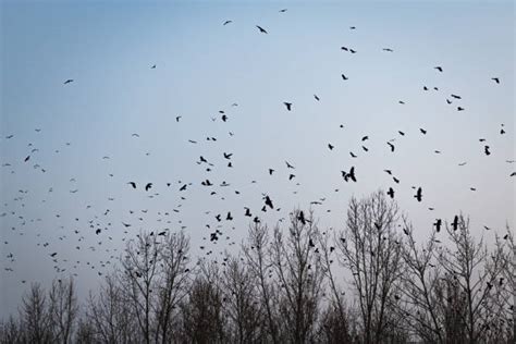 130+ Crow Fly Distance Stock Photos, Pictures & Royalty-Free Images ...