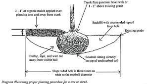 Diagram of the rootball of a Palm Tree and placement of rootball. | Palm trees, Palm, Tree