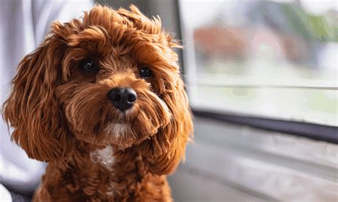 Cavoodle - Everything You Need To Know About This Super Friendly Dog