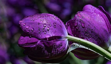 720P free download | Purple Tulips, pretty, Tulip, Nature, Flower, HD ...