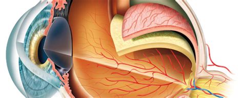 Eye Anatomy - Exeter Eye