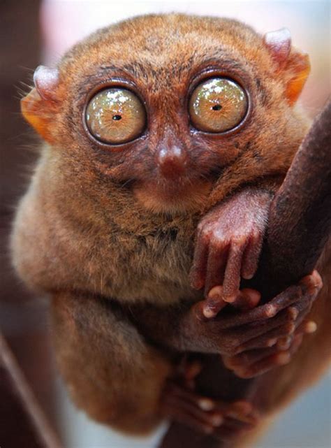 Pygmy tarsier - Alchetron, The Free Social Encyclopedia