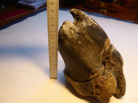 (Fossilized) bone? Help with identification, please! - Fossil ID - The Fossil Forum