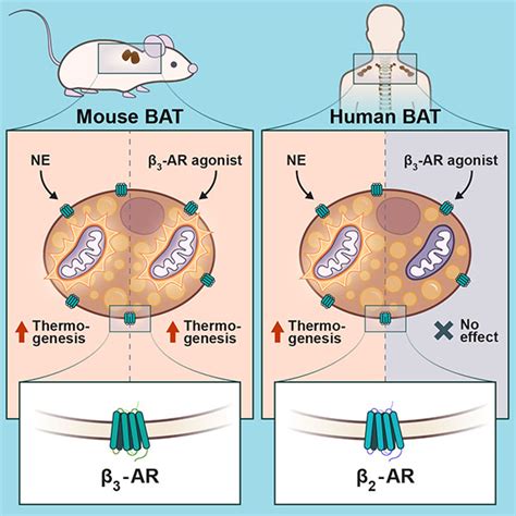 Switch to activate human brown fat discovered – University of Copenhagen