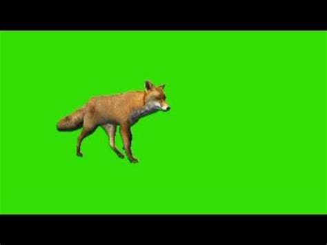 green screen video lomdi animal | Greenscreen, Animals, Green