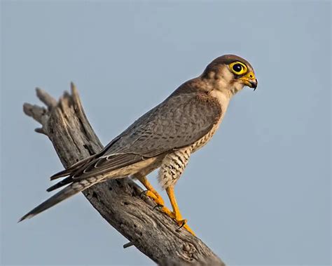 Red-necked falcon - Facts, Diet, Habitat & Pictures on Animalia.bio