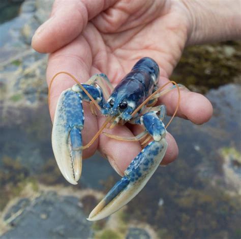 371 best Blue Lobster images on Pholder | Real Life Shinies, Interestingasfuck and Nature Is ...